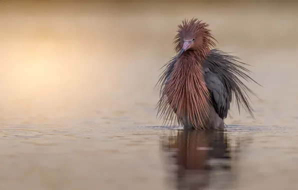 Birds, animal, wild life, Egretta rufescens