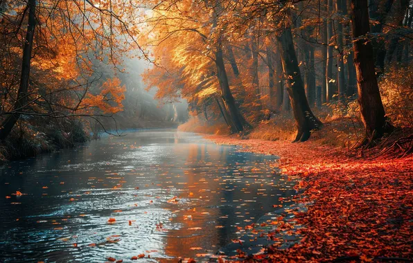 Autumn, forest, water, trees, fog, pond, Park, shore