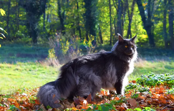 Picture autumn, cat, cat, look, face, leaves, light, trees
