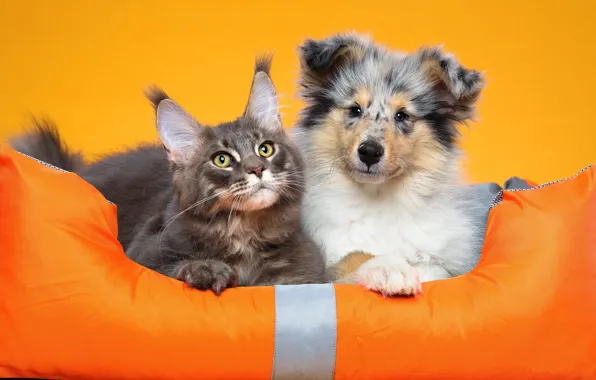 Cat, cat, look, pose, puppy, orange background, face, a couple