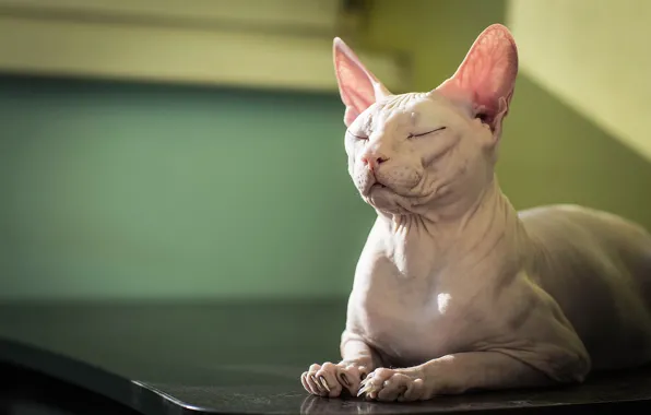 Picture cat, background, Sphinx