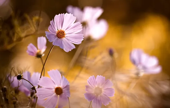 Picture background, blur, petals