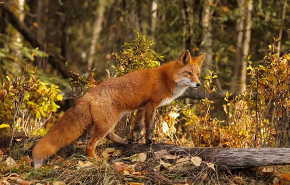 Autumn, forest, Fox, red, log