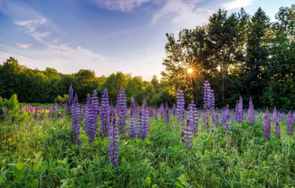 Picture Flowers, Meadow, Lupin