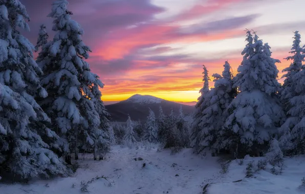 Winter, forest, snow, trees, sunset, mountain, ate, Russia