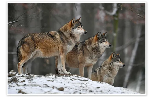 Picture nature, face, animal, wolf, wildlife, head, fur, mammal