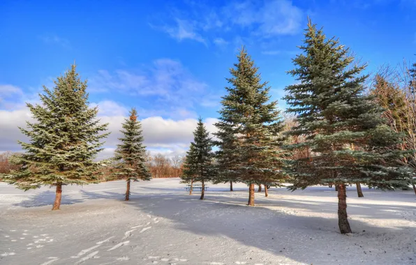 Winter, the sky, snow, trees, traces, Park, spruce