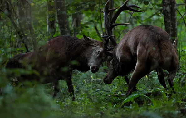 Forest, look, trees, branches, pose, foliage, fight, fight