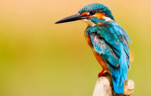 Picture birds, branch, Kingfisher, kingfisher