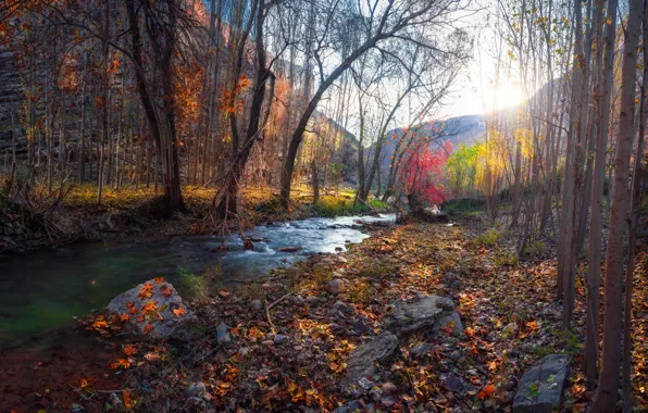 Autumn, forest, river