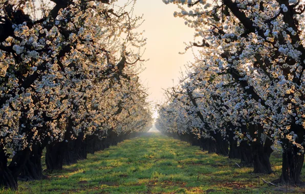 Nature, spring, garden