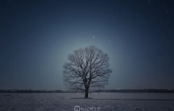 Winter, tree, the evening, Snow