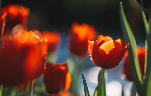 Picture light, red, spring, garden, tulips, flowerbed, bokeh