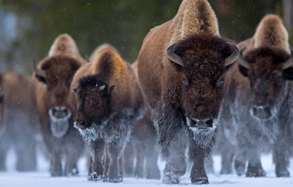 Wyoming, USA, Yellowstone, Buffalo