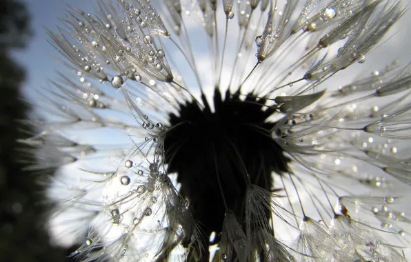 Picture BACKGROUND, ROSA, WATER, SPHERE, DROPS, BALL, DANDELION, FLUFF