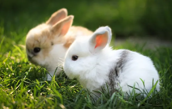 Picture field, nature, rabbits