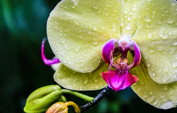 Picture drops, macro, exotic, Orchid
