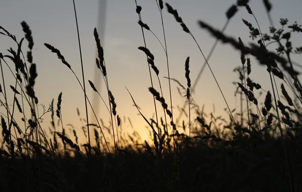 Picture field, summer, macro, landscape, sunset, nature, glade, plant