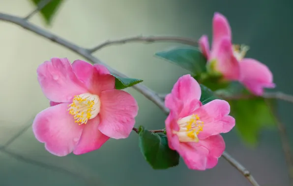 Pink, branch, petals, bokeh, Camellia