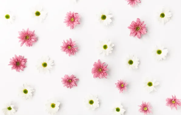 Flowers, background, Chrysanthemum