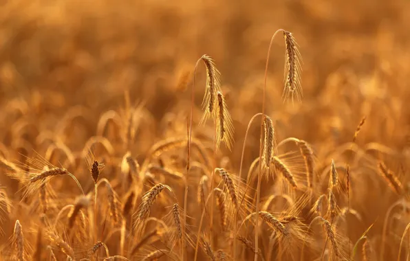 Light, rye, ears, cereals, rye field