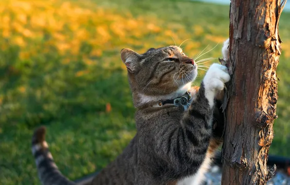 Cat, cat, pose, grey, tree, glade, legs, collar