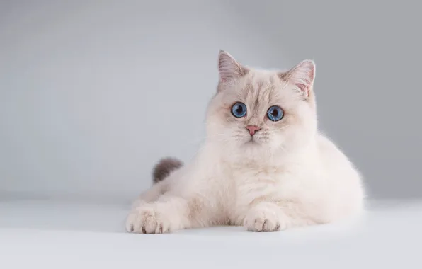 Cat, white, cat, look, pose, kitty, muzzle, cute