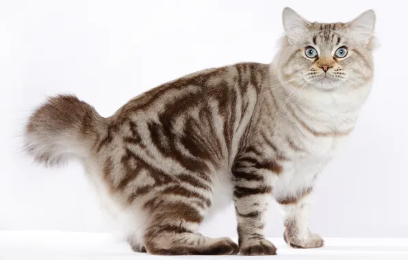 Picture cat, breed, handsome, American Bobtail