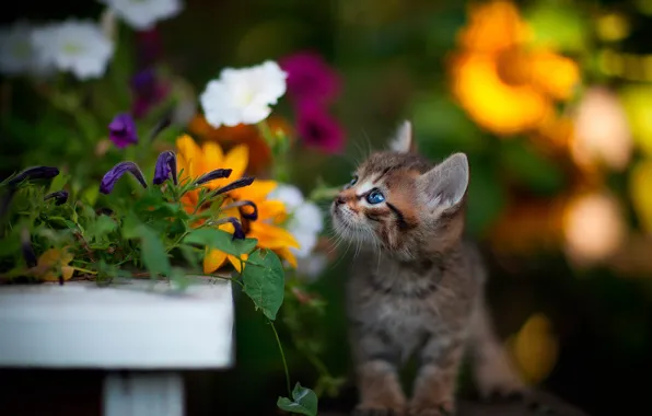 Flowers, baby, kitty, bokeh