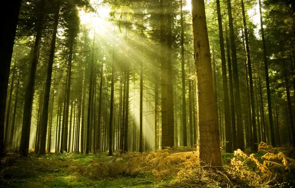 Forest, summer, rays, trees, beauty, on the evening, mornings