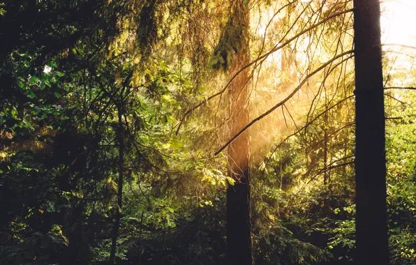 Picture greens, forest, rays, trees, shadow, light