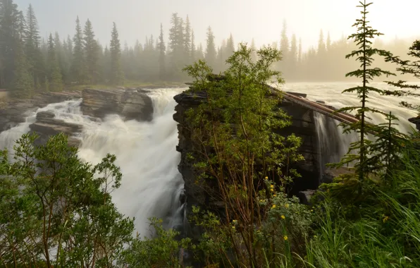 Picture forest, river, waterfall, stream, morning