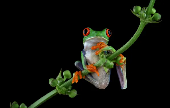 Look, pose, plant, frog, stem, black background, green, wood