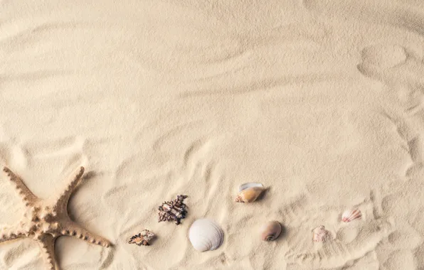 Sand, shell, starfish