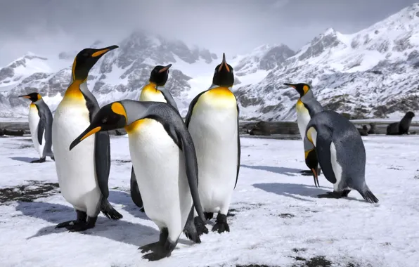 Snow, mountains, penguins, penguin, Royal penguins