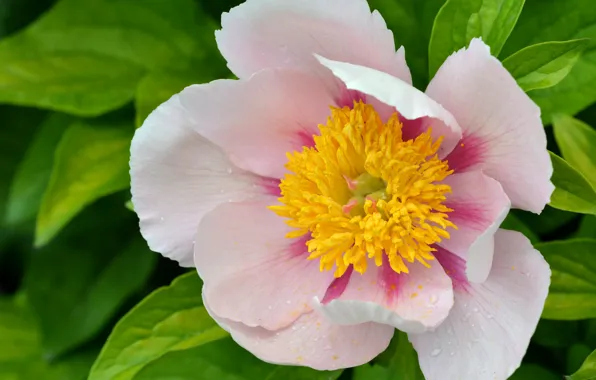 Drops, macro, pink, petals, peony