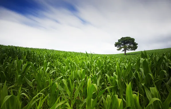 Field, summer, trees