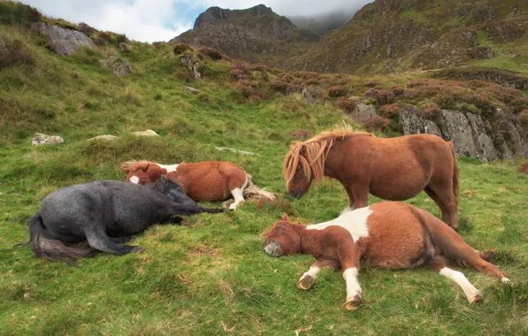 Field, grass, look, face, mountains, rocks, stay, horses