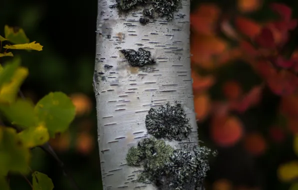 Nature, tree, birch