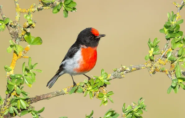 Branches, bird, Robin, breast