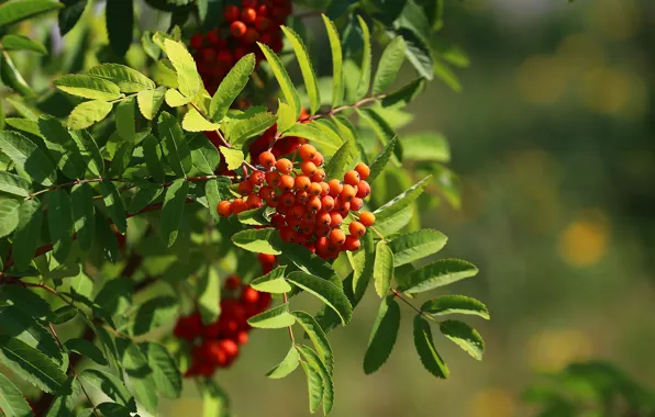 Picture greens, summer, leaves, Rowan