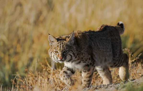 Picture predator, lynx, wild cat