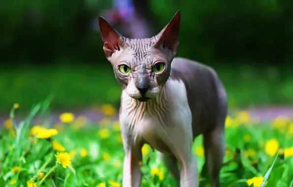 Picture greens, background, Sphinx, cat