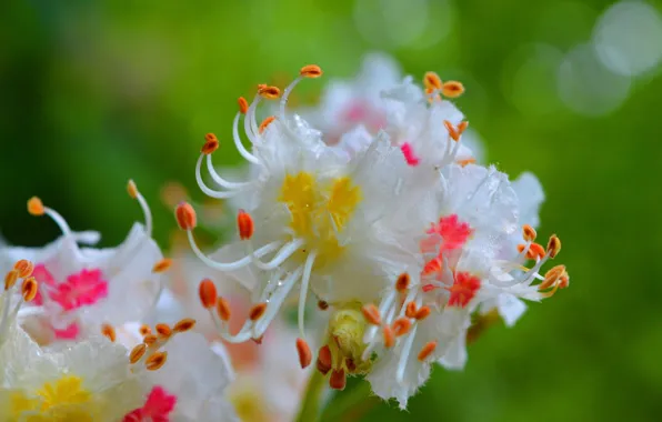 Picture Flowers, Drops, Spring, Flowers, Spring, Bokeh, Bokeh, Drops