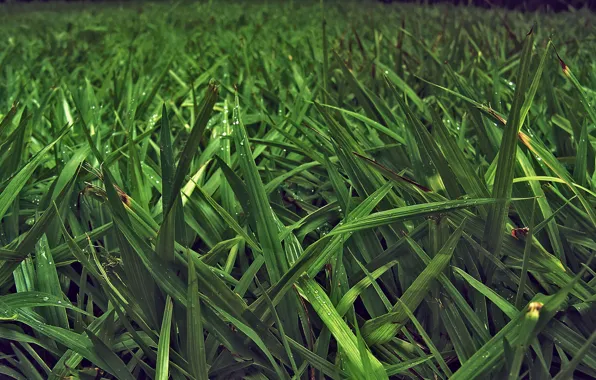 Picture greens, grass, leaves, nature, stems