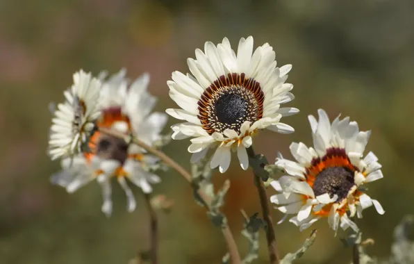 Flowers, nature nature, bokeh