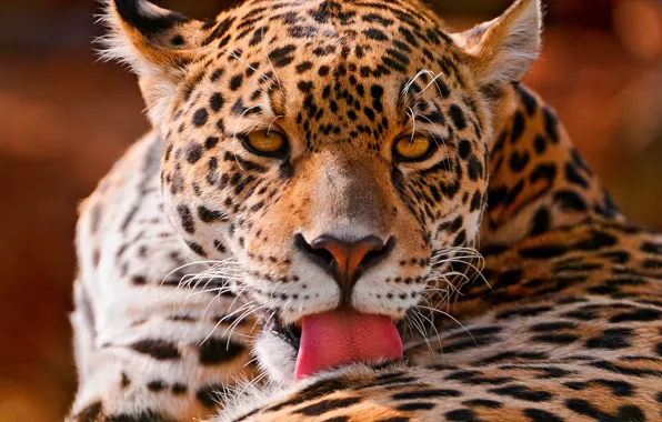Picture look, face, lies, Jaguar, big cat, washes, spotted, panthera onca