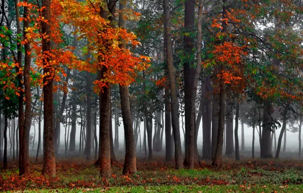 Forest, autumn, mist