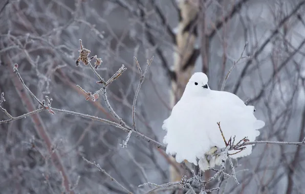 Picture winter, branches, bird, white, partridge, White-tailed ptarmigan