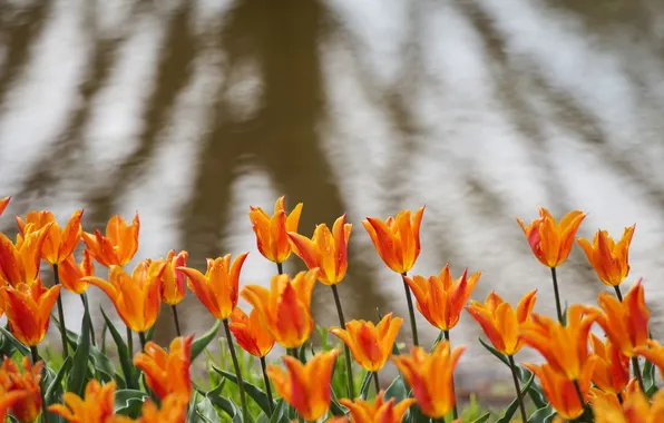 Picture tulips, orange, flowerbed